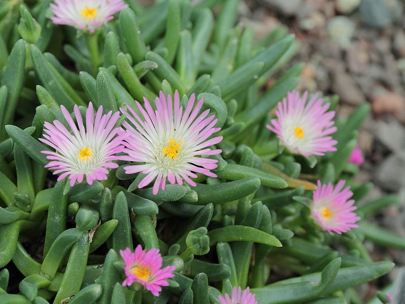 ICE PLANT